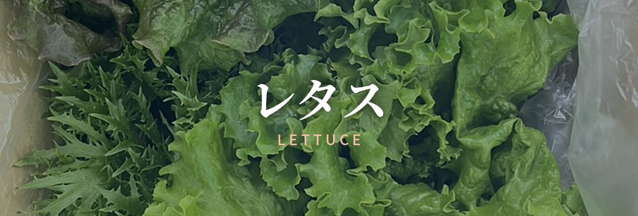 レタス